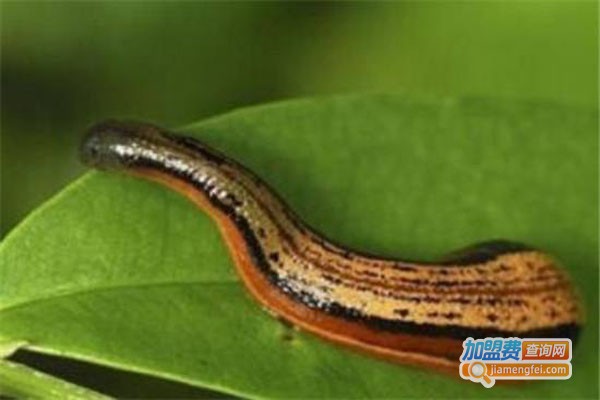 千江科汇水蛭养殖加盟