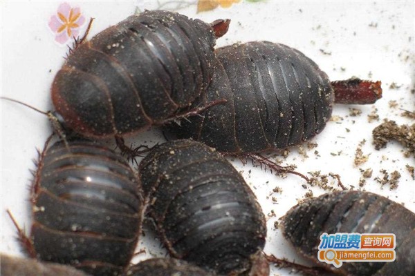 富农8号土元加盟