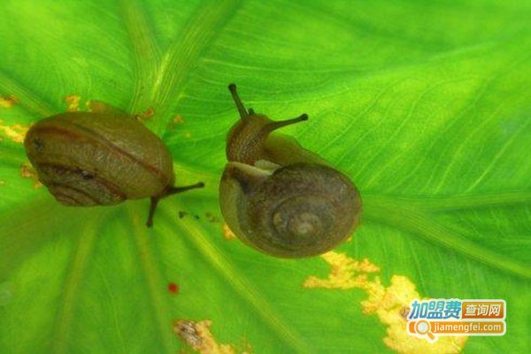 蜗友天下蜗牛养殖加盟