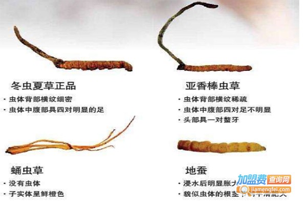 联益顺达冬虫夏草