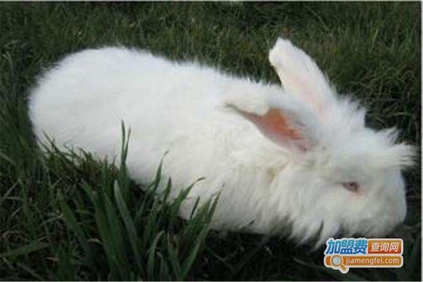 惠农源富山野兔养殖加盟