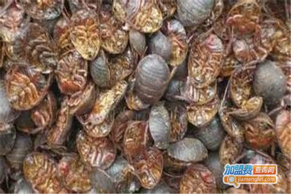 华农八号金土元