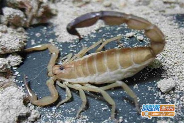 金蝎九号加盟费