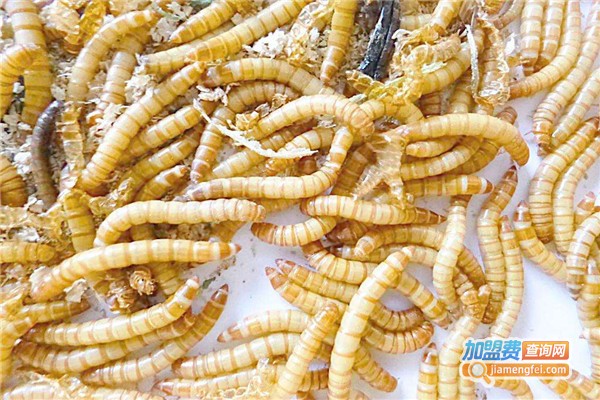 富源9号黄粉虫加盟