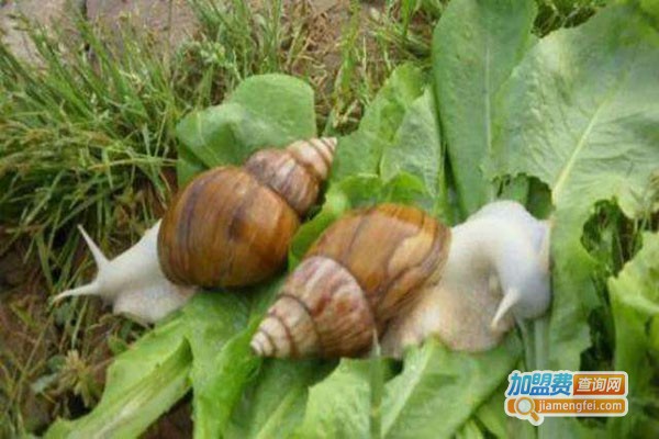 隆诚白玉蜗牛养殖加盟