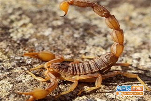 金蝎九号加盟费