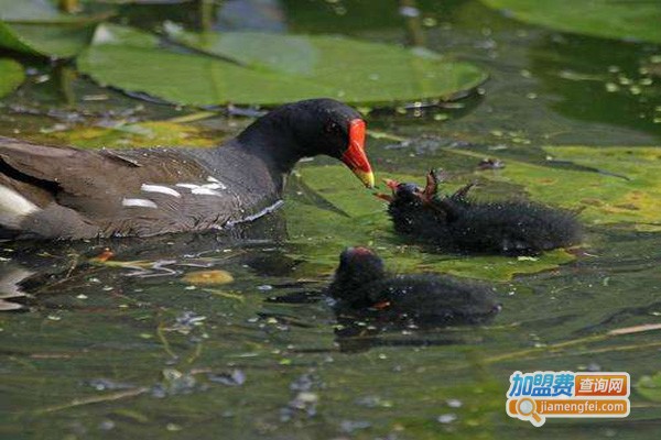 锦绣田园黑水鸡