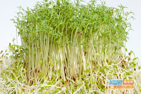 中农绿谷芽苗菜加盟