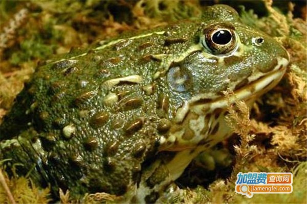 农广天地美国牛蛙加盟费