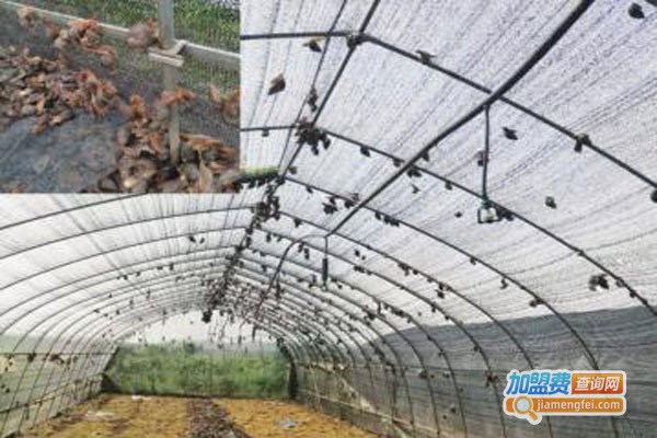 蜗友天下蜗牛养殖加盟