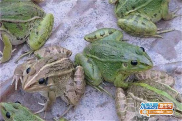 蛙食界青蛙养殖加盟费