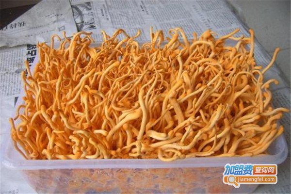 人工养殖冬虫夏草加盟