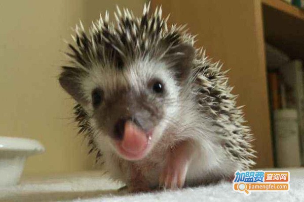 华夏圣宝刺猬加盟