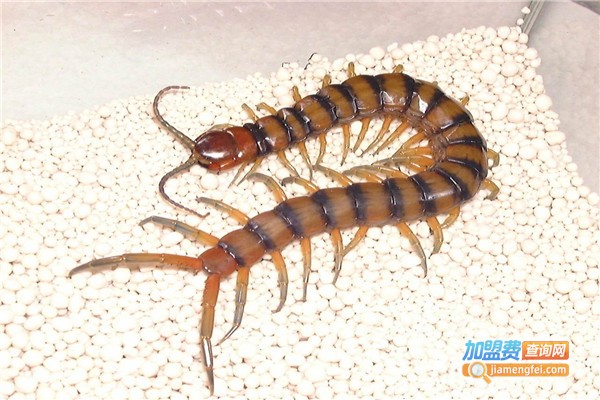 立富蜈蚣加盟费