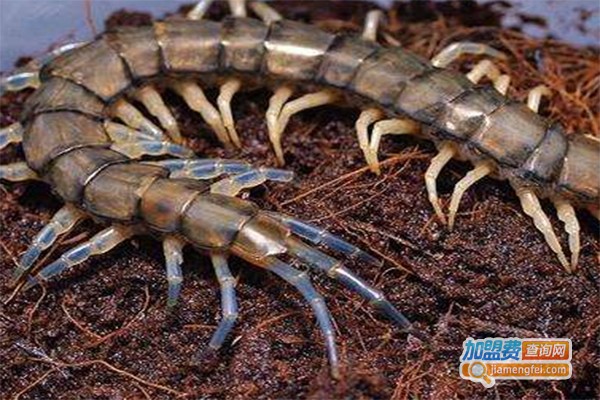 丰润9号蜈蚣养殖加盟费