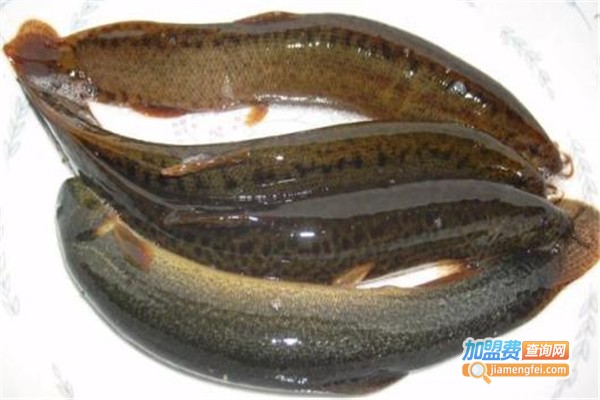 金鑫泥鳅加盟费