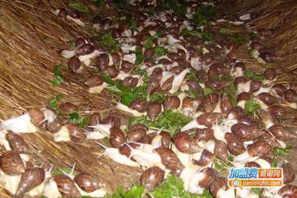 隆诚白玉蜗牛养殖加盟