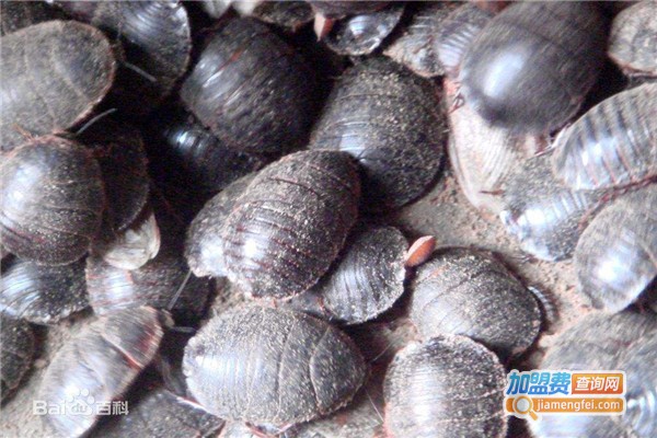 金丹8号杂交土元加盟费