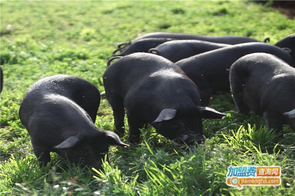 中世利民养殖加盟费