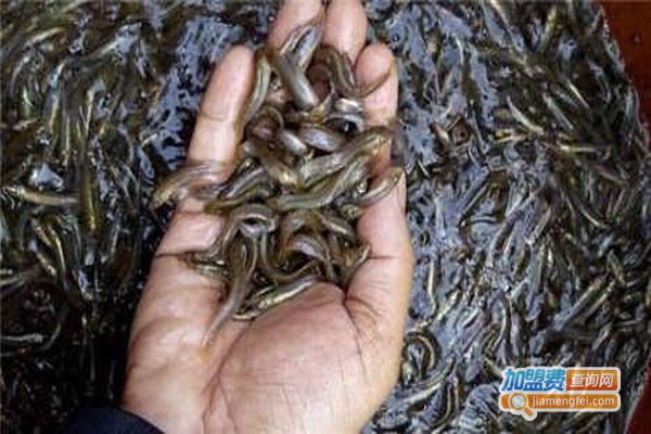 裕农9号泥鳅养殖加盟