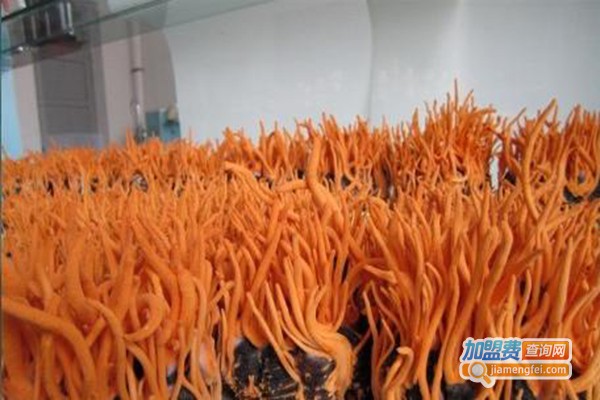 东方虫草种殖