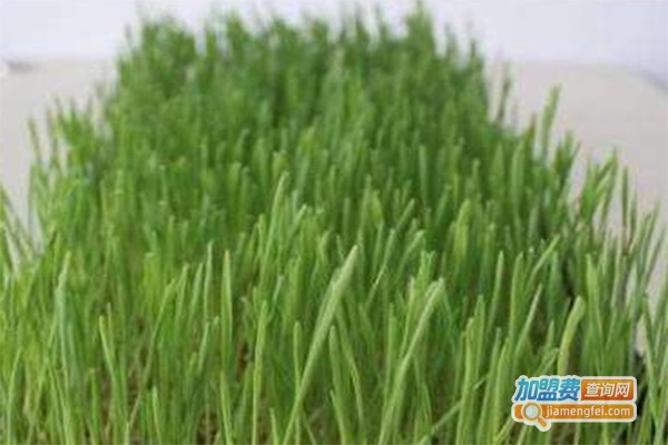 绿沁园芽苗菜加盟费