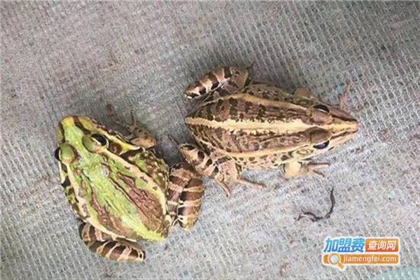 海川农业青蛙养殖加盟