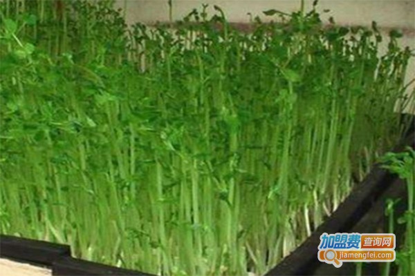 绿沁园芽苗菜加盟费