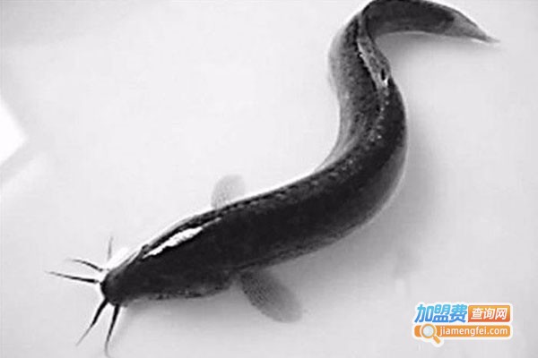 裕农9号泥鳅养殖加盟