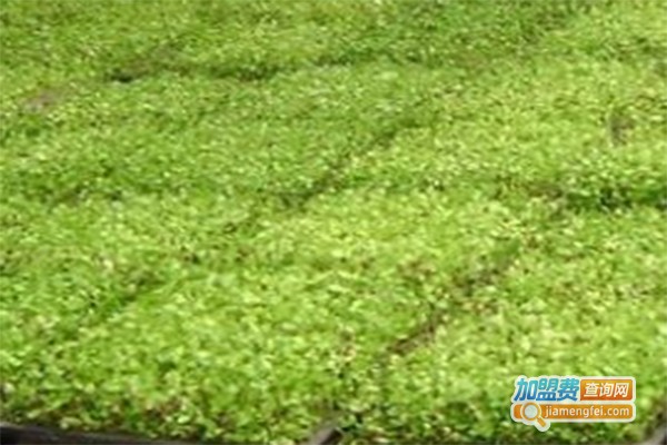 绿沁园芽苗菜加盟费