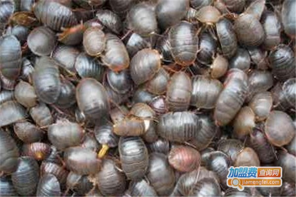 金土元六号加盟费