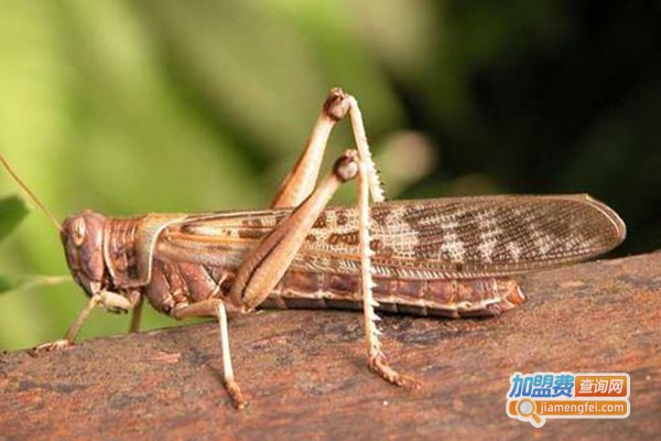 朋爱蝗虫养殖加盟门店