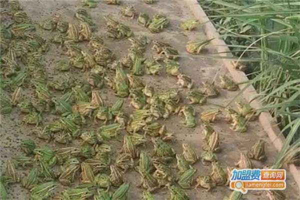 海川农业青蛙养殖加盟