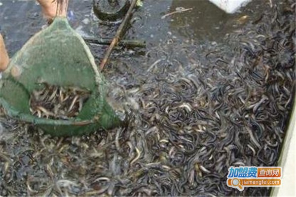 金鑫泥鳅加盟费