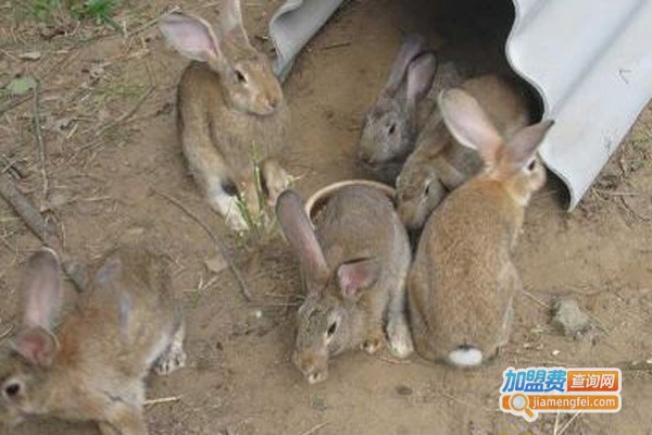 惠农源富山野兔养殖加盟