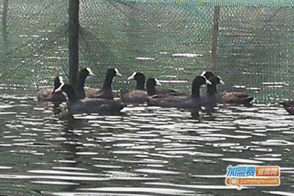 锦绣田园黑水鸡