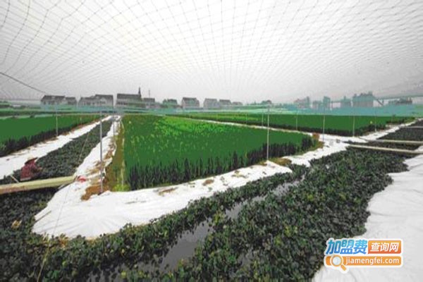 农聚源黑斑蛙泥鳅养殖加盟费