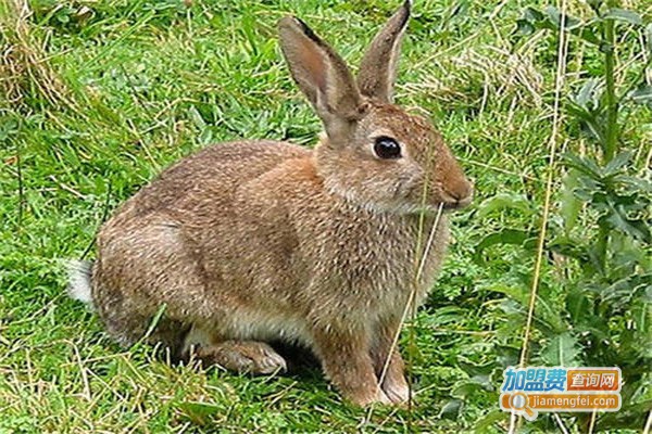 惠农源富山野兔养殖加盟费