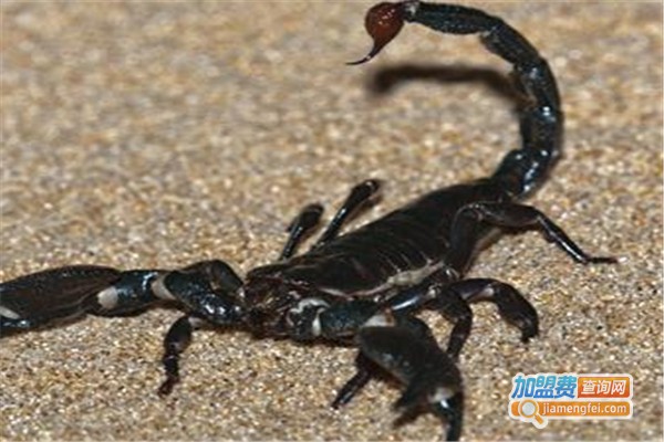 金蝎九号加盟费