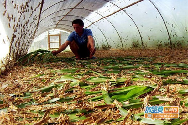 朋爱蝗虫养殖加盟门店