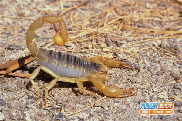 蝎王9号养殖加盟费