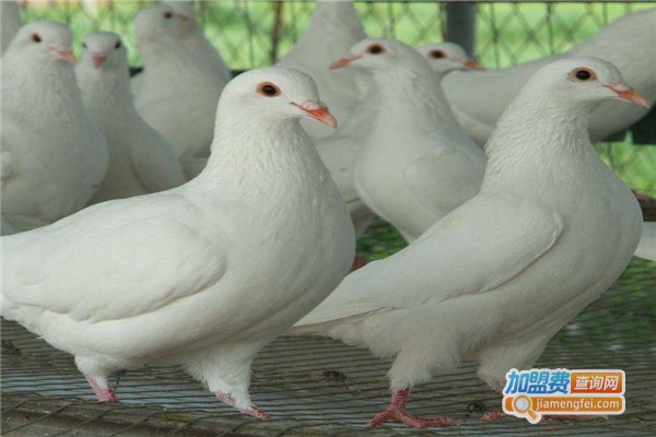 阳光7号土元