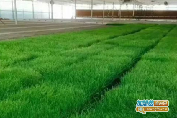 爽舌尖芽苗菜工厂