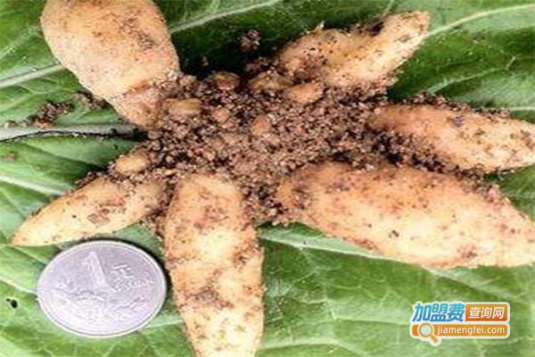 益农6号乌红天麻加盟费