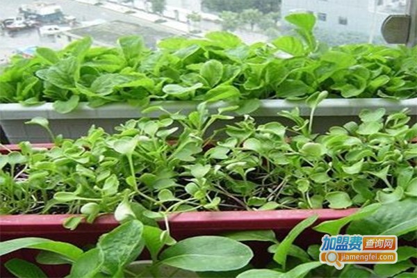 绿家绿阳台种菜加盟费
