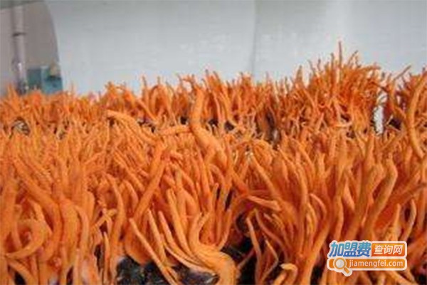 华宝虫草种植加盟费