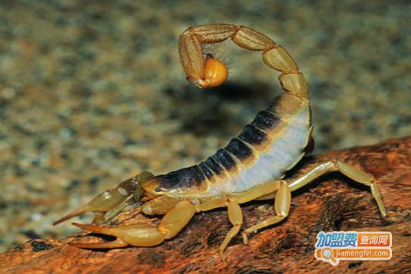 邦农0号蝎子养殖加盟门店