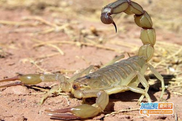 成丰九号蝎子养殖加盟门店