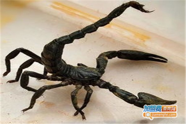 药蝎之王加盟费