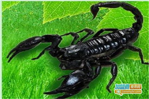 药蝎之王加盟费